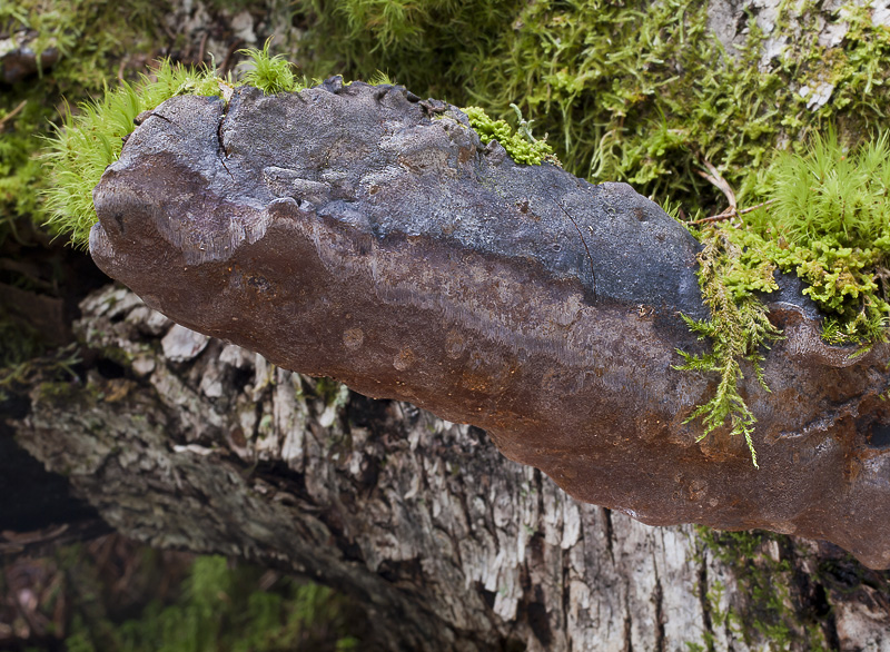 Phellinus laevigatus